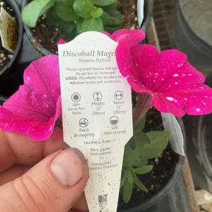 Petunia Disco Ball Magenta Live Plant – 4.5