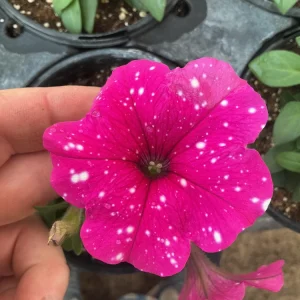 Petunia Disco Ball Magenta Live Plant – 4.5