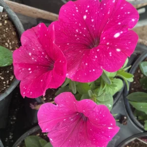 Petunia Disco Ball Magenta Live Plant – 4.5