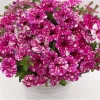 Petunia Disco Ball Magenta Live Plant – 4.5" Pot – Vibrant Outdoor Flower - Image 1
