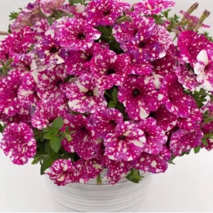 Petunia Disco Ball Magenta Live Plant – 4.5