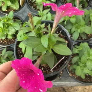 Petunia Disco Ball Magenta Live Plant – 4.5