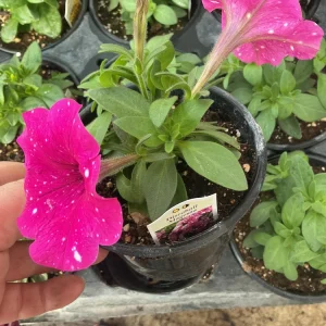 Petunia Disco Ball Magenta Live Plant – 4.5