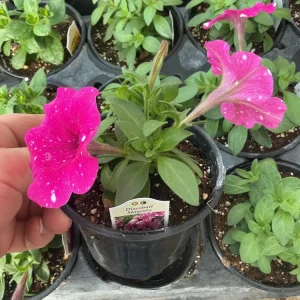 Petunia Disco Ball Magenta Live Plant – 4.5