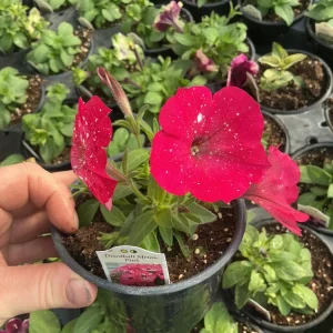 Petunia Disco Ball Melon Pink Live Plant - 4.5 inch Nursery Pot - Outdoor Flower - Image 10