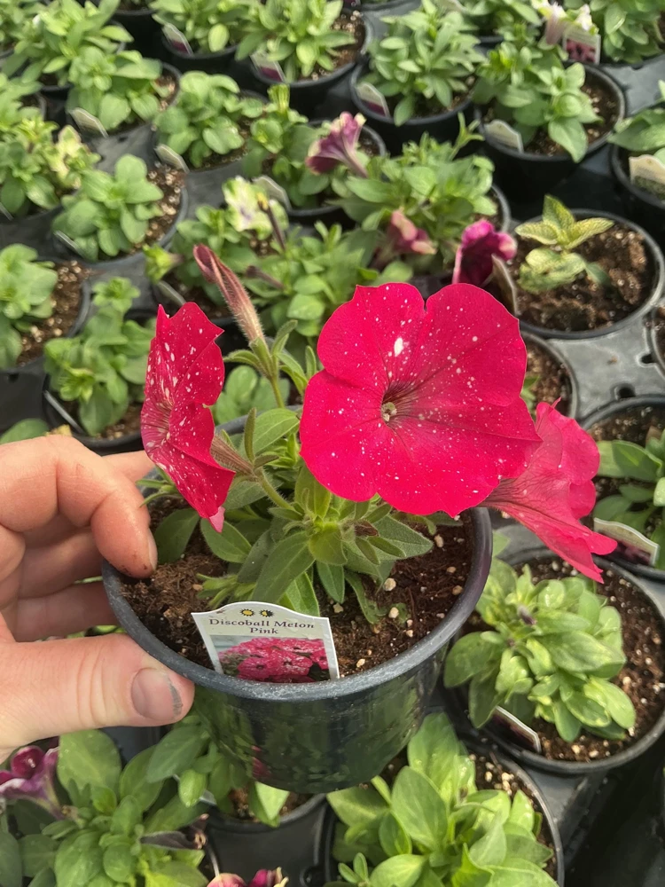 Petunia Disco Ball Melon Pink Live Plant - 4.5 inch Nursery Pot - Outdoor Flower - Image 10