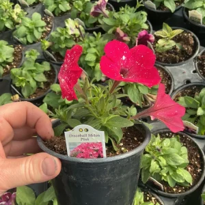Petunia Disco Ball Melon Pink Live Plant - 4.5 inch Nursery Pot - Outdoor Flower - Image 11