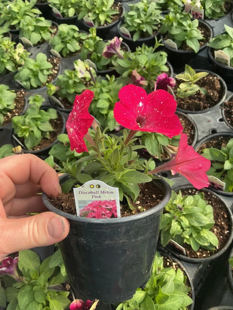 Petunia Disco Ball Melon Pink Live Plant - 4.5 inch Nursery Pot - Outdoor Flower - Image 11
