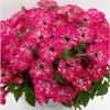 Petunia Disco Ball Melon Pink Live Plant - 4.5 inch Nursery Pot - Outdoor Flower - Image 1