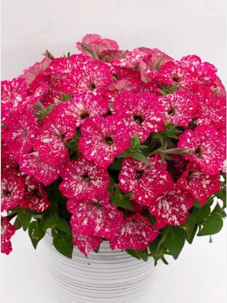 Petunia Disco Ball Melon Pink Live Plant - 4.5 inch Nursery Pot - Outdoor Flower - Image 1