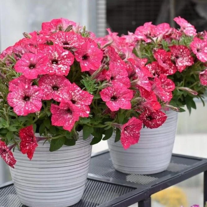 Petunia Disco Ball Melon Pink Live Plant - 4.5 inch Nursery Pot - Outdoor Flower - Image 2