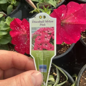Petunia Disco Ball Melon Pink Live Plant - 4.5 inch Nursery Pot - Outdoor Flower - Image 3
