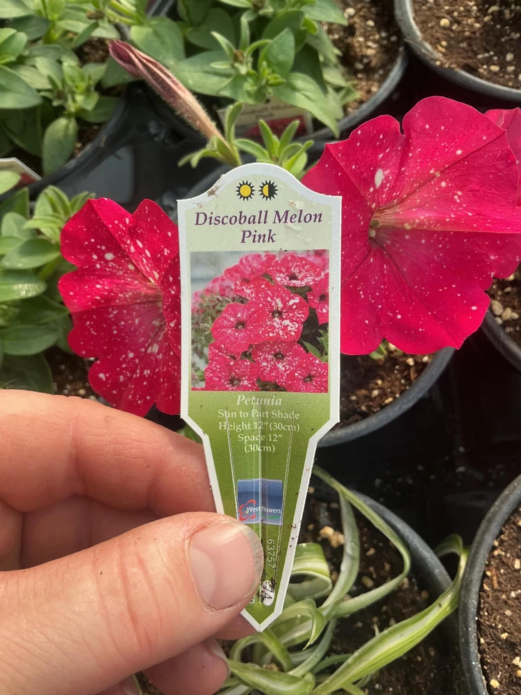 Petunia Disco Ball Melon Pink Live Plant - 4.5 inch Nursery Pot - Outdoor Flower - Image 3