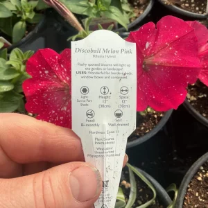 Petunia Disco Ball Melon Pink Live Plant - 4.5 inch Nursery Pot - Outdoor Flower - Image 4