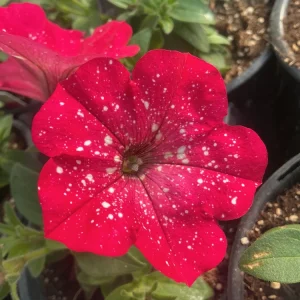 Petunia Disco Ball Melon Pink Live Plant - 4.5 inch Nursery Pot - Outdoor Flower - Image 5