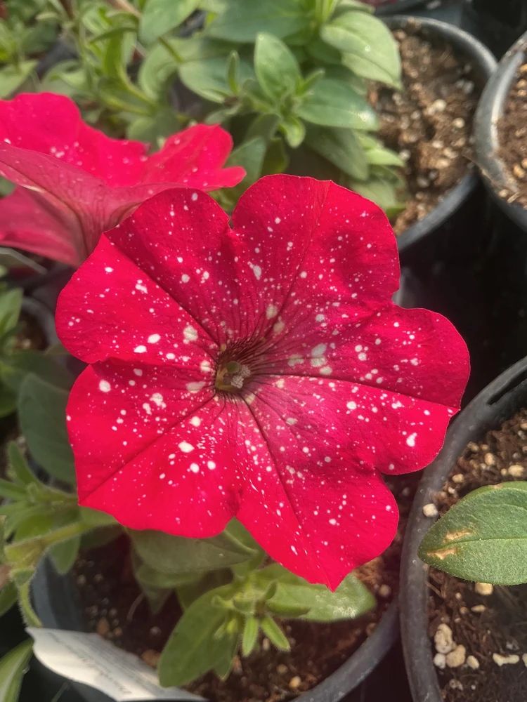 Petunia Disco Ball Melon Pink Live Plant - 4.5 inch Nursery Pot - Outdoor Flower - Image 5
