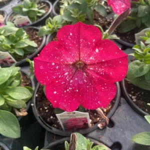 Petunia Disco Ball Melon Pink Live Plant - 4.5 inch Nursery Pot - Outdoor Flower - Image 6