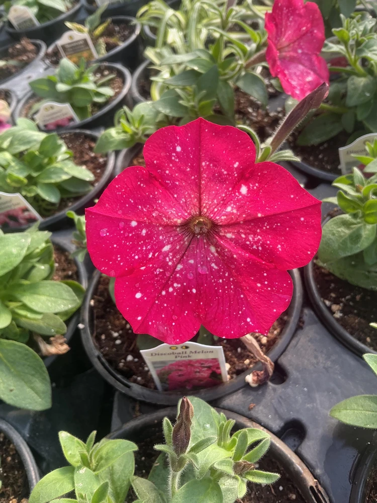 Petunia Disco Ball Melon Pink Live Plant - 4.5 inch Nursery Pot - Outdoor Flower - Image 6