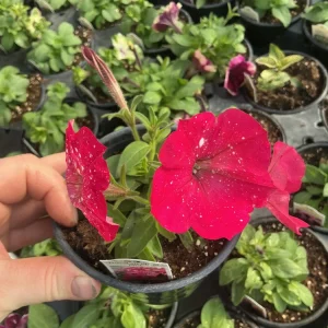 Petunia Disco Ball Melon Pink Live Plant - 4.5 inch Nursery Pot - Outdoor Flower - Image 7