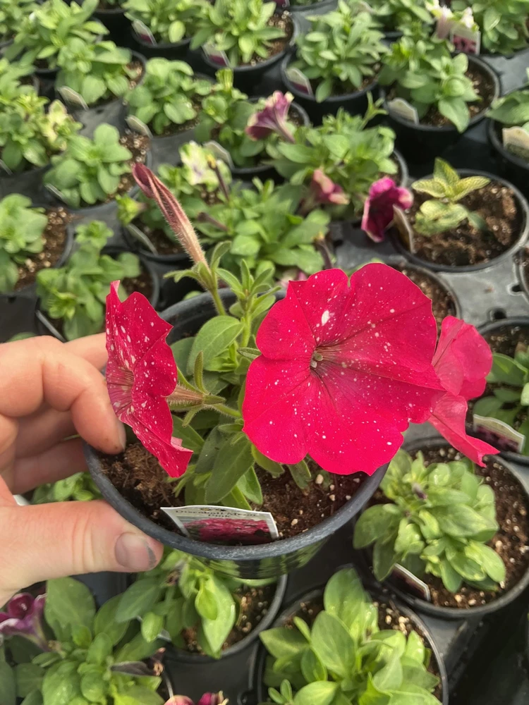 Petunia Disco Ball Melon Pink Live Plant - 4.5 inch Nursery Pot - Outdoor Flower - Image 7