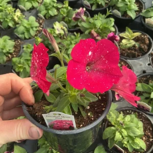 Petunia Disco Ball Melon Pink Live Plant - 4.5 inch Nursery Pot - Outdoor Flower - Image 8