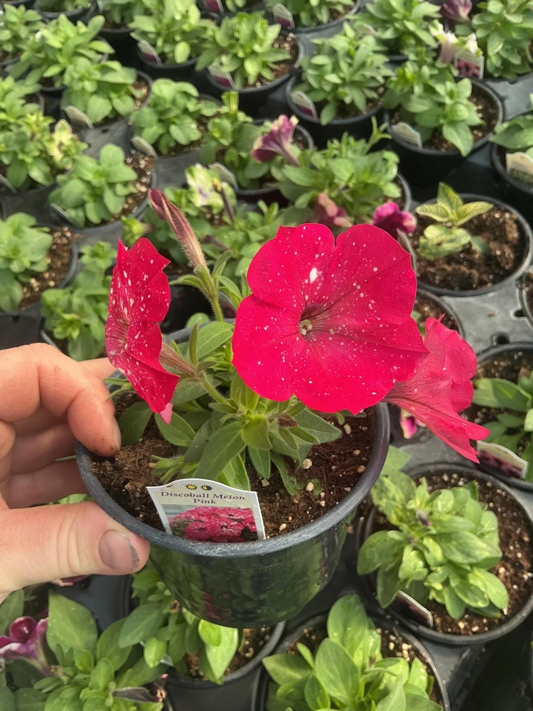 Petunia Disco Ball Melon Pink Live Plant - 4.5 inch Nursery Pot - Outdoor Flower - Image 8