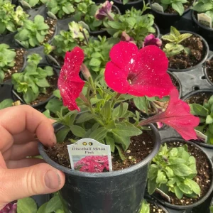 Petunia Disco Ball Melon Pink Live Plant - 4.5 inch Nursery Pot - Outdoor Flower - Image 9