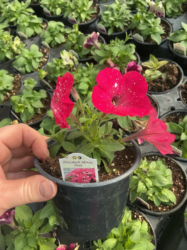 Petunia Disco Ball Melon Pink Live Plant - 4.5 inch Nursery Pot - Outdoor Flower - Image 9