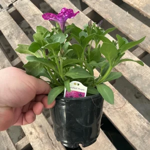 Petunia Discoball Purple Live Plant - 4.5 inch Pot - Vibrant Outdoor Flowers - Image 10