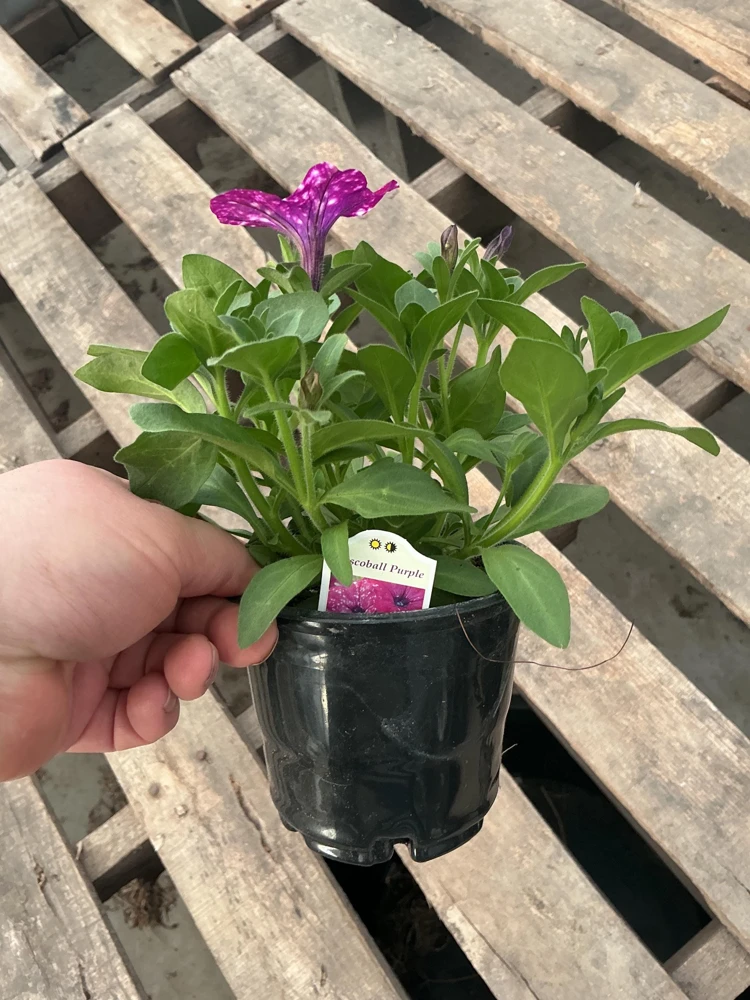 Petunia Discoball Purple Live Plant - 4.5 inch Pot - Vibrant Outdoor Flowers - Image 10