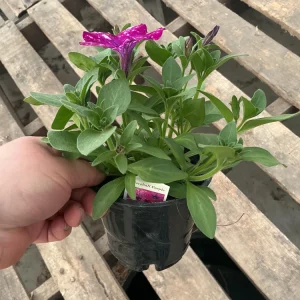 Petunia Discoball Purple Live Plant - 4.5 inch Pot - Vibrant Outdoor Flowers - Image 11