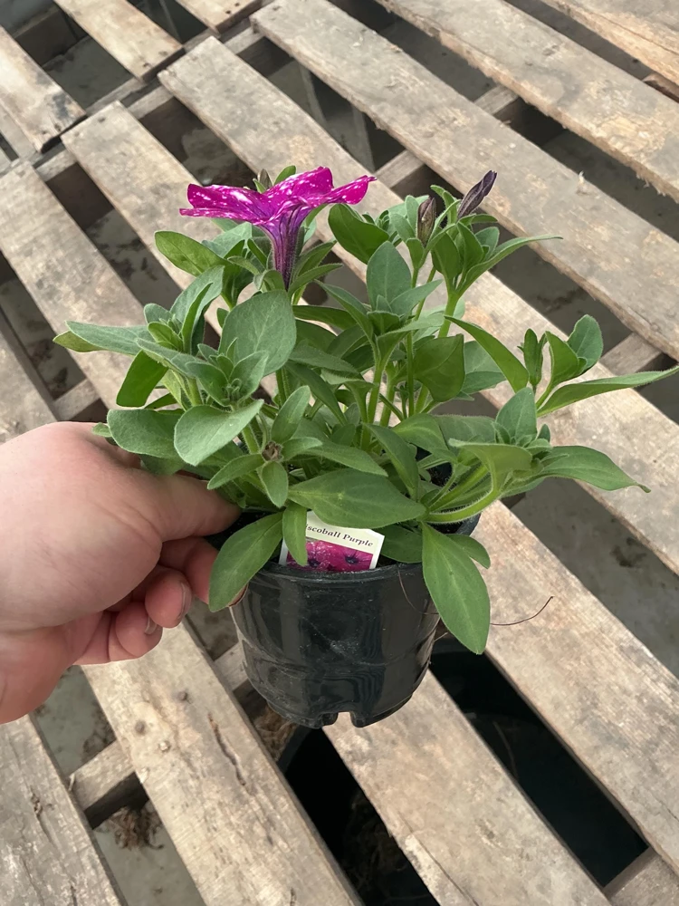 Petunia Discoball Purple Live Plant - 4.5 inch Pot - Vibrant Outdoor Flowers - Image 11