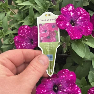 Petunia Discoball Purple Live Plant - 4.5 inch Pot - Vibrant Outdoor Flowers - Image 2