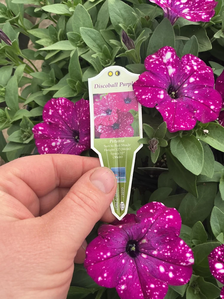 Petunia Discoball Purple Live Plant - 4.5 inch Pot - Vibrant Outdoor Flowers - Image 2