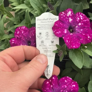 Petunia Discoball Purple Live Plant - 4.5 inch Pot - Vibrant Outdoor Flowers - Image 3