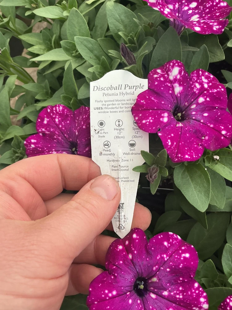 Petunia Discoball Purple Live Plant - 4.5 inch Pot - Vibrant Outdoor Flowers - Image 3