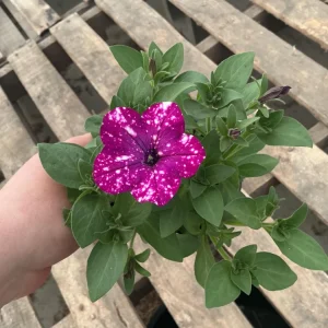 Petunia Discoball Purple Live Plant - 4.5 inch Pot - Vibrant Outdoor Flowers - Image 4