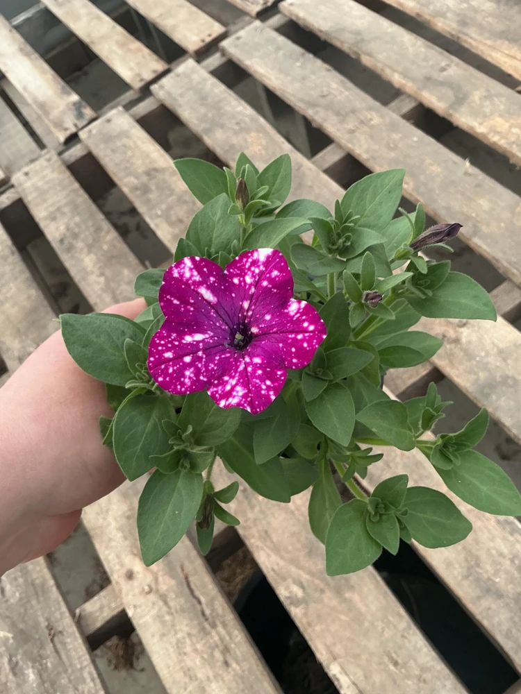 Petunia Discoball Purple Live Plant - 4.5 inch Pot - Vibrant Outdoor Flowers - Image 4