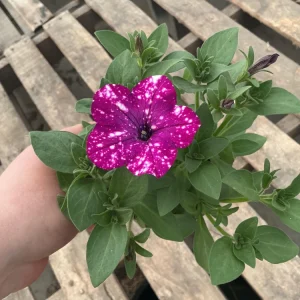 Petunia Discoball Purple Live Plant - 4.5 inch Pot - Vibrant Outdoor Flowers - Image 5