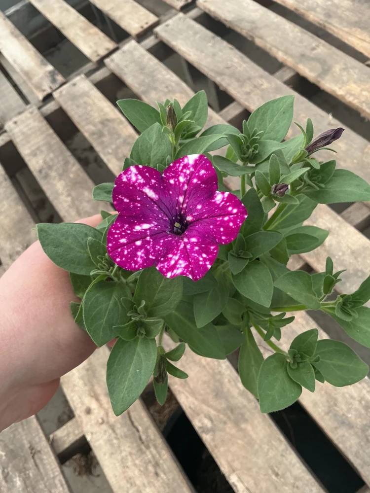 Petunia Discoball Purple Live Plant - 4.5 inch Pot - Vibrant Outdoor Flowers - Image 5