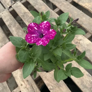 Petunia Discoball Purple Live Plant - 4.5 inch Pot - Vibrant Outdoor Flowers - Image 6