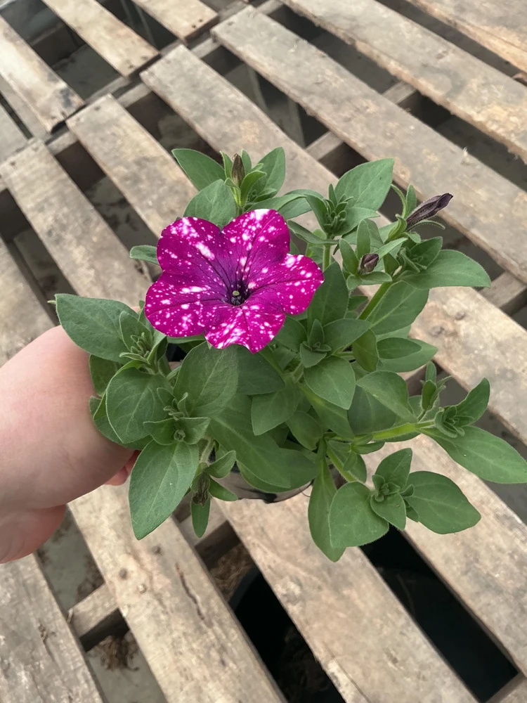 Petunia Discoball Purple Live Plant - 4.5 inch Pot - Vibrant Outdoor Flowers - Image 6