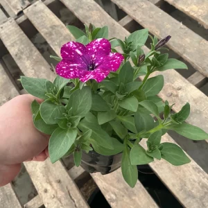 Petunia Discoball Purple Live Plant - 4.5 inch Pot - Vibrant Outdoor Flowers - Image 7