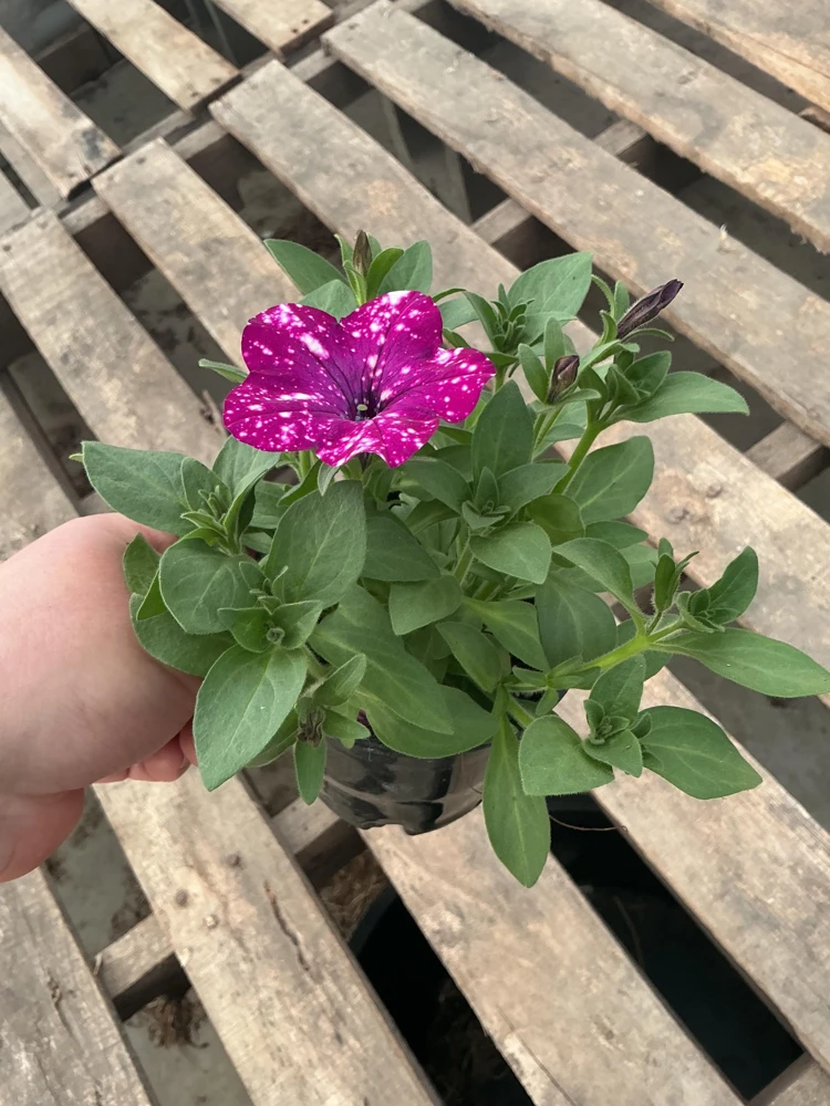 Petunia Discoball Purple Live Plant - 4.5 inch Pot - Vibrant Outdoor Flowers - Image 7