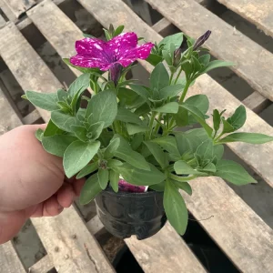 Petunia Discoball Purple Live Plant - 4.5 inch Pot - Vibrant Outdoor Flowers - Image 8