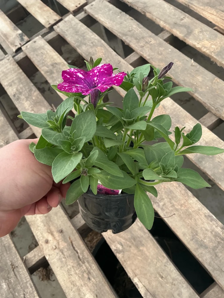 Petunia Discoball Purple Live Plant - 4.5 inch Pot - Vibrant Outdoor Flowers - Image 8