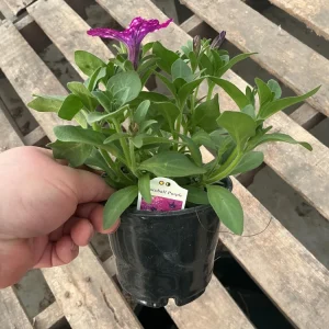 Petunia Discoball Purple Live Plant - 4.5 inch Pot - Vibrant Outdoor Flowers - Image 9