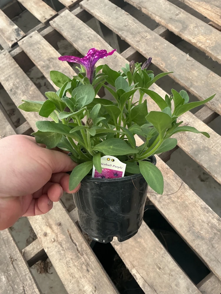 Petunia Discoball Purple Live Plant - 4.5 inch Pot - Vibrant Outdoor Flowers - Image 9