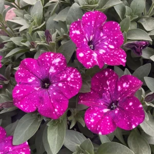 Petunia Discoball Purple Live Plant - 4.5 inch Pot - Vibrant Outdoor Flowers - Image 1