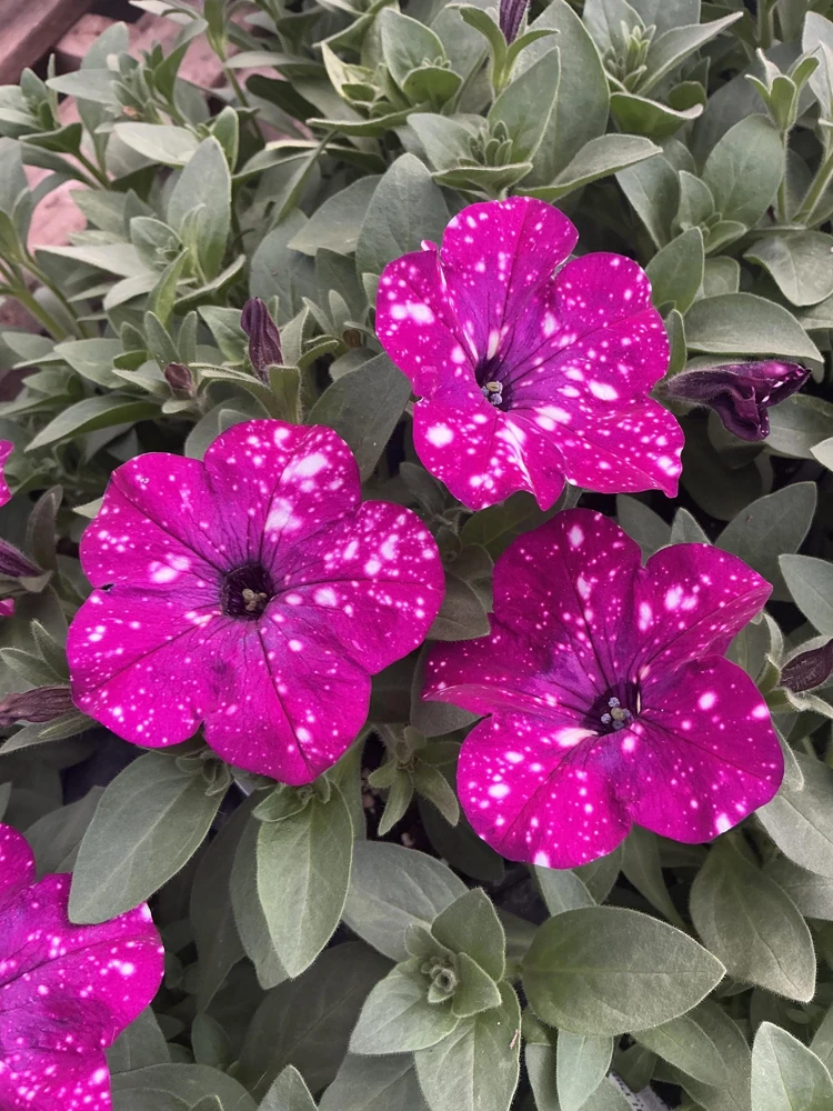 Petunia Discoball Purple Live Plant - 4.5 inch Pot - Vibrant Outdoor Flowers - Image 1